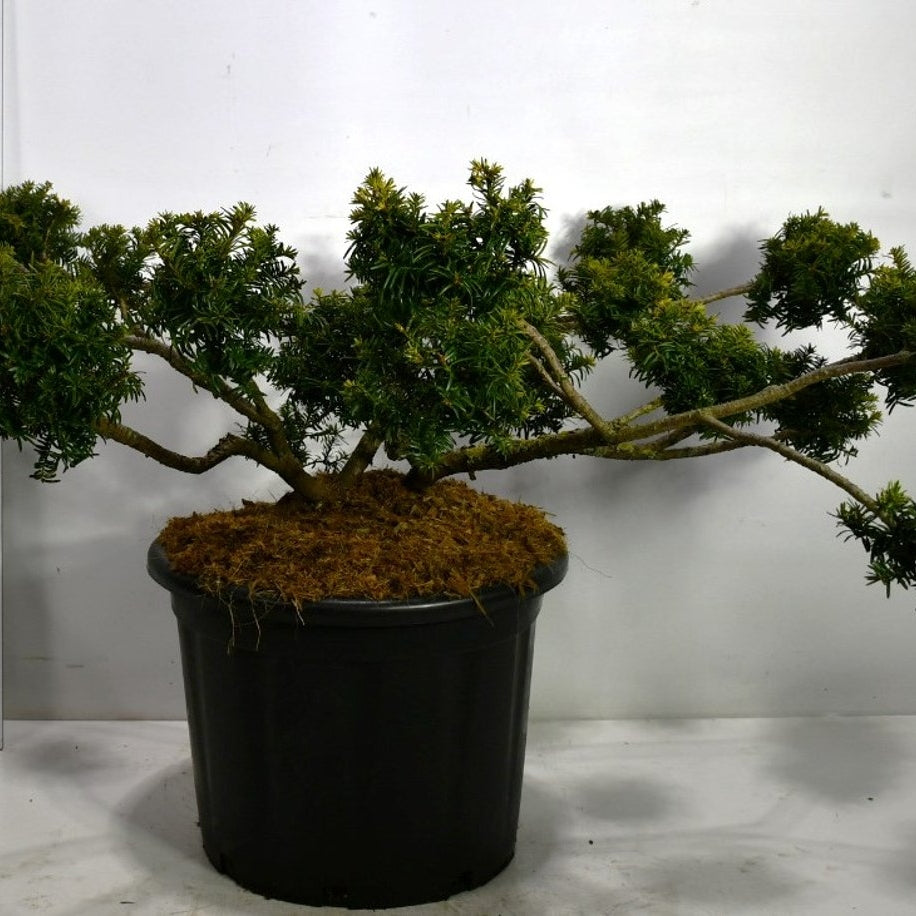 Idegran – Taxus baccata 'Summergold' - C65 100-125 cm. Multiplateau extra